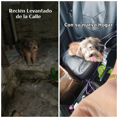 Perrito con nuevo hogar