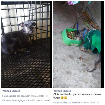 Perrita dada en adopción