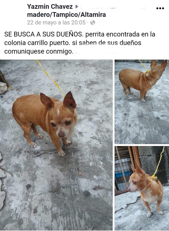Perrito en busca de nuevo hogar
